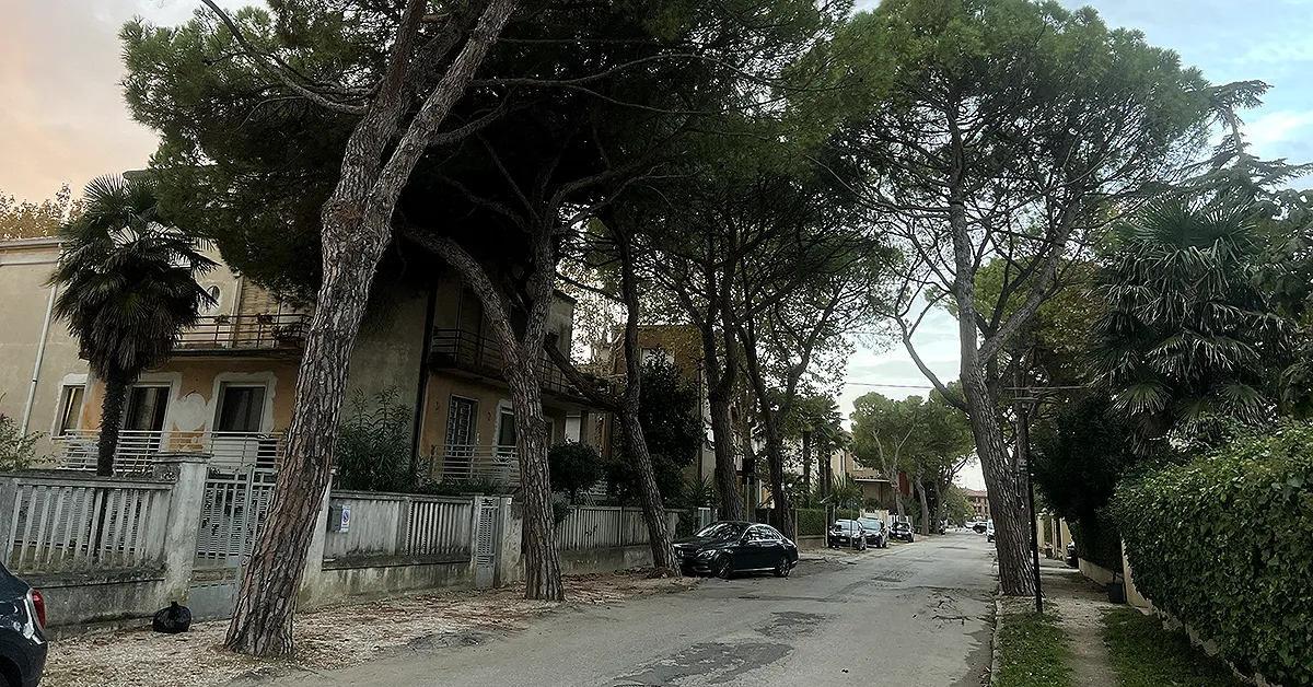 Il tratto del viale che si congiunge con via Matteotti, in cui si vedono i pini e la strada dissestata dalle radici